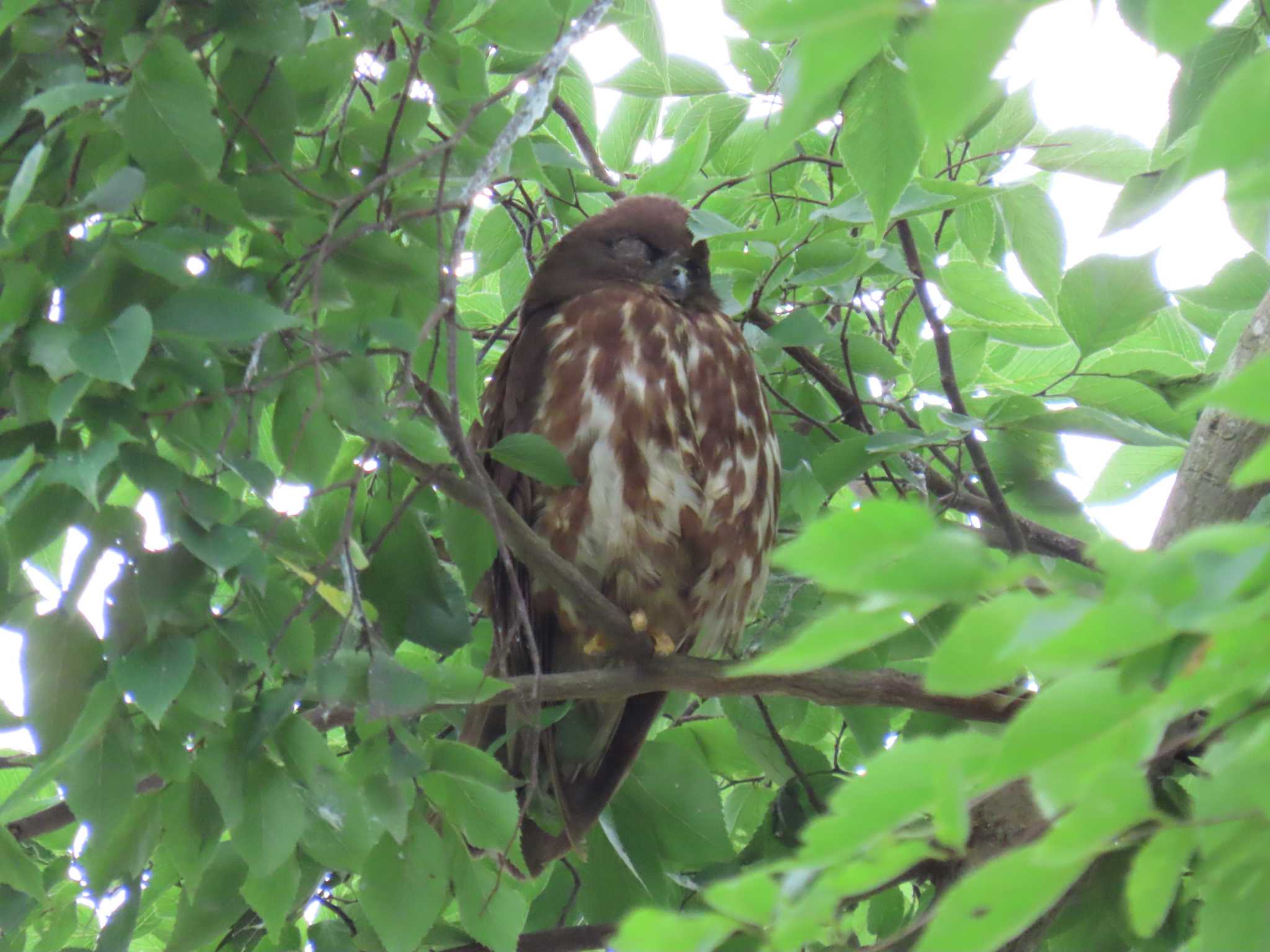 千葉県 アオバズクの写真 by 鰰