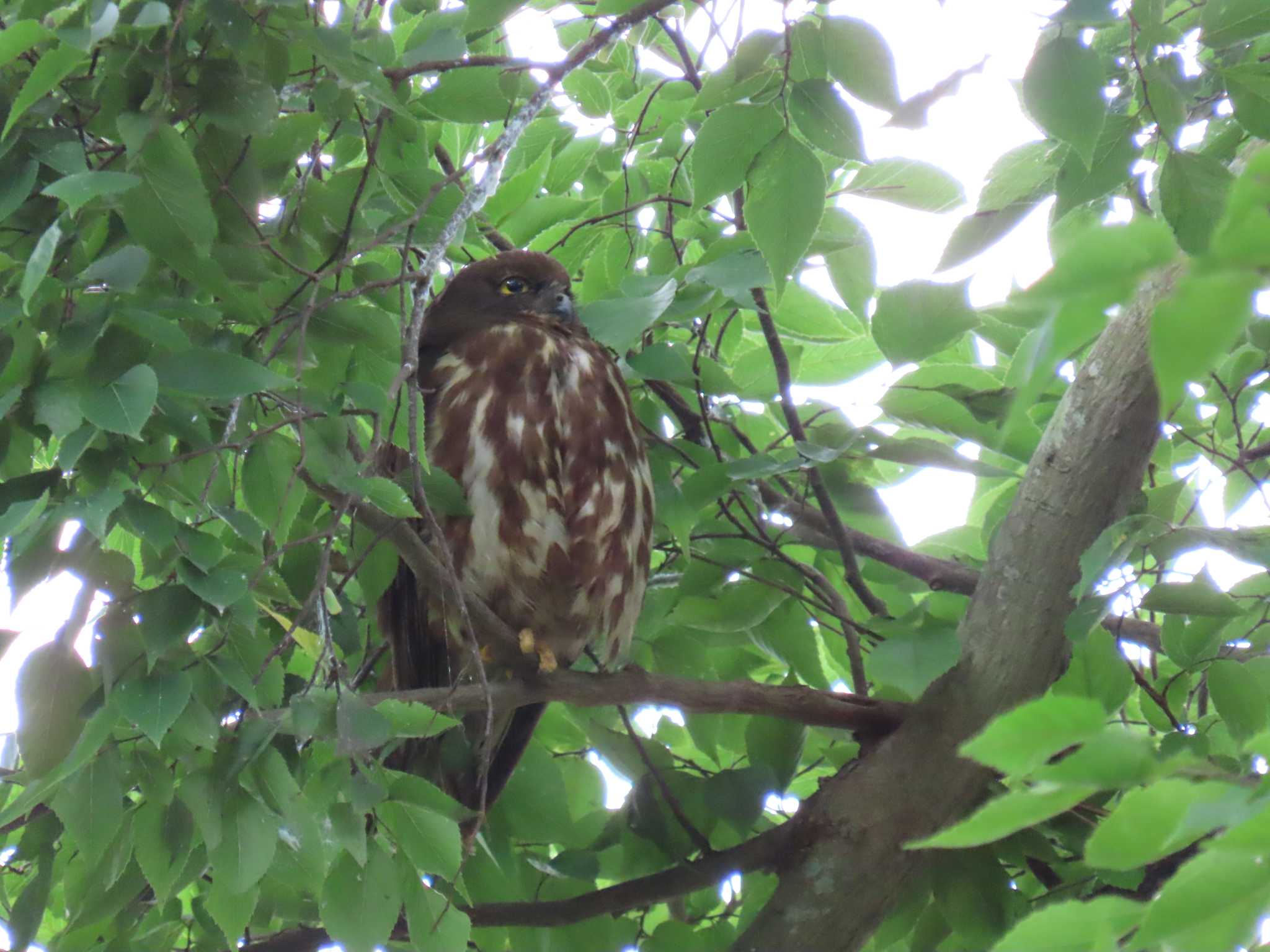 千葉県 アオバズクの写真 by 鰰