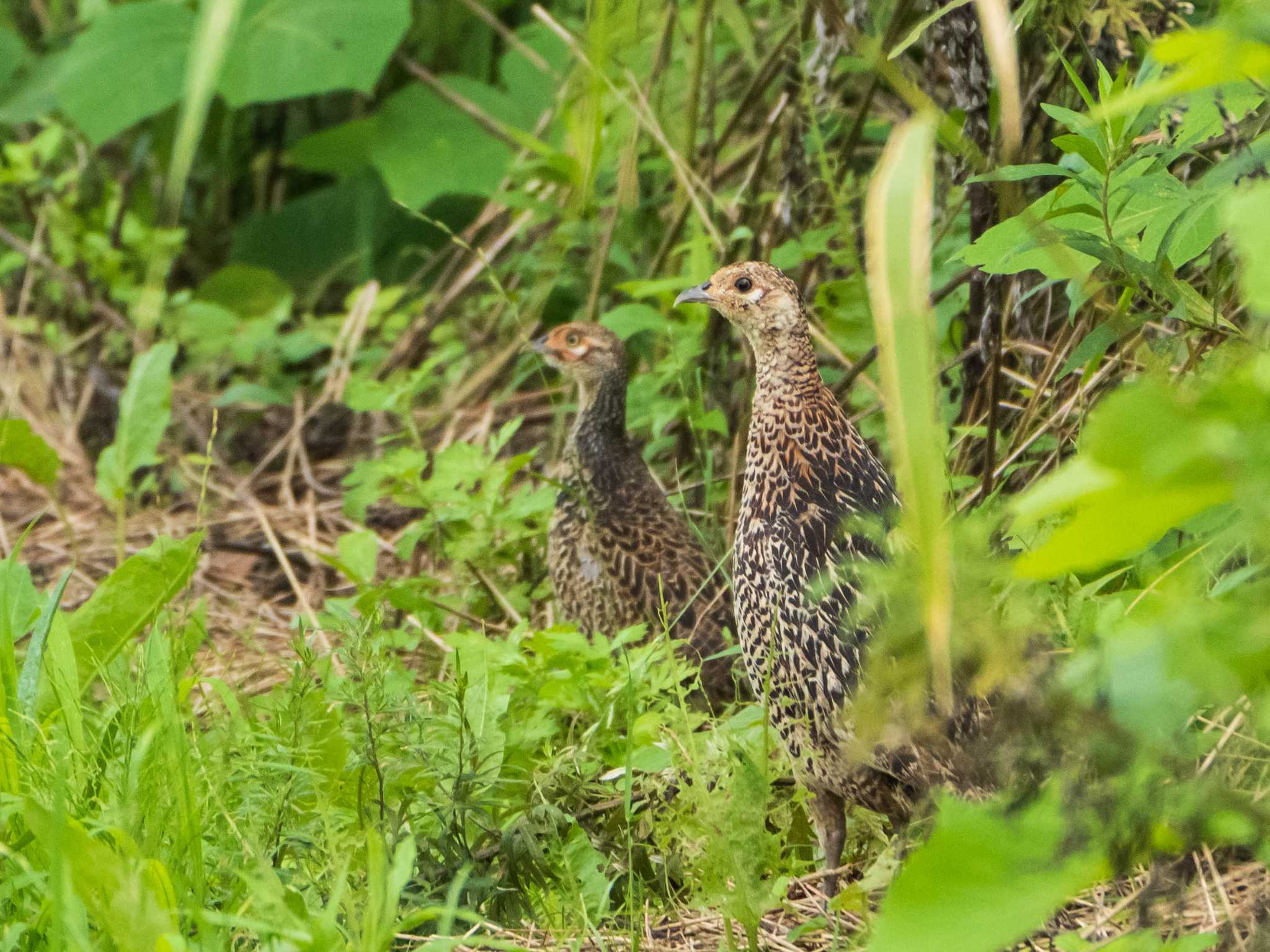 Green Pheasant