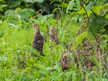 Green Pheasant 荒川生物生態園(東京都板橋区) Fri, 7/24/2020