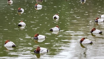 2020年3月8日(日) 清澄庭園(清澄公園)の野鳥観察記録