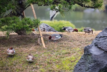 ヒドリガモ 清澄庭園(清澄公園) 2020年3月8日(日)