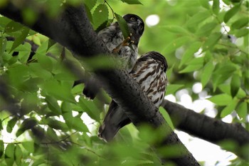 Northern Boobook 埼玉県廣瀬神社 Tue, 7/28/2020