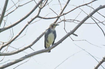 Chestnut-cheeked Starling 堺浜 Wed, 7/29/2020