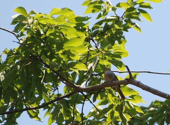 Japanese Bush Warbler 大阪府能勢町 Unknown Date