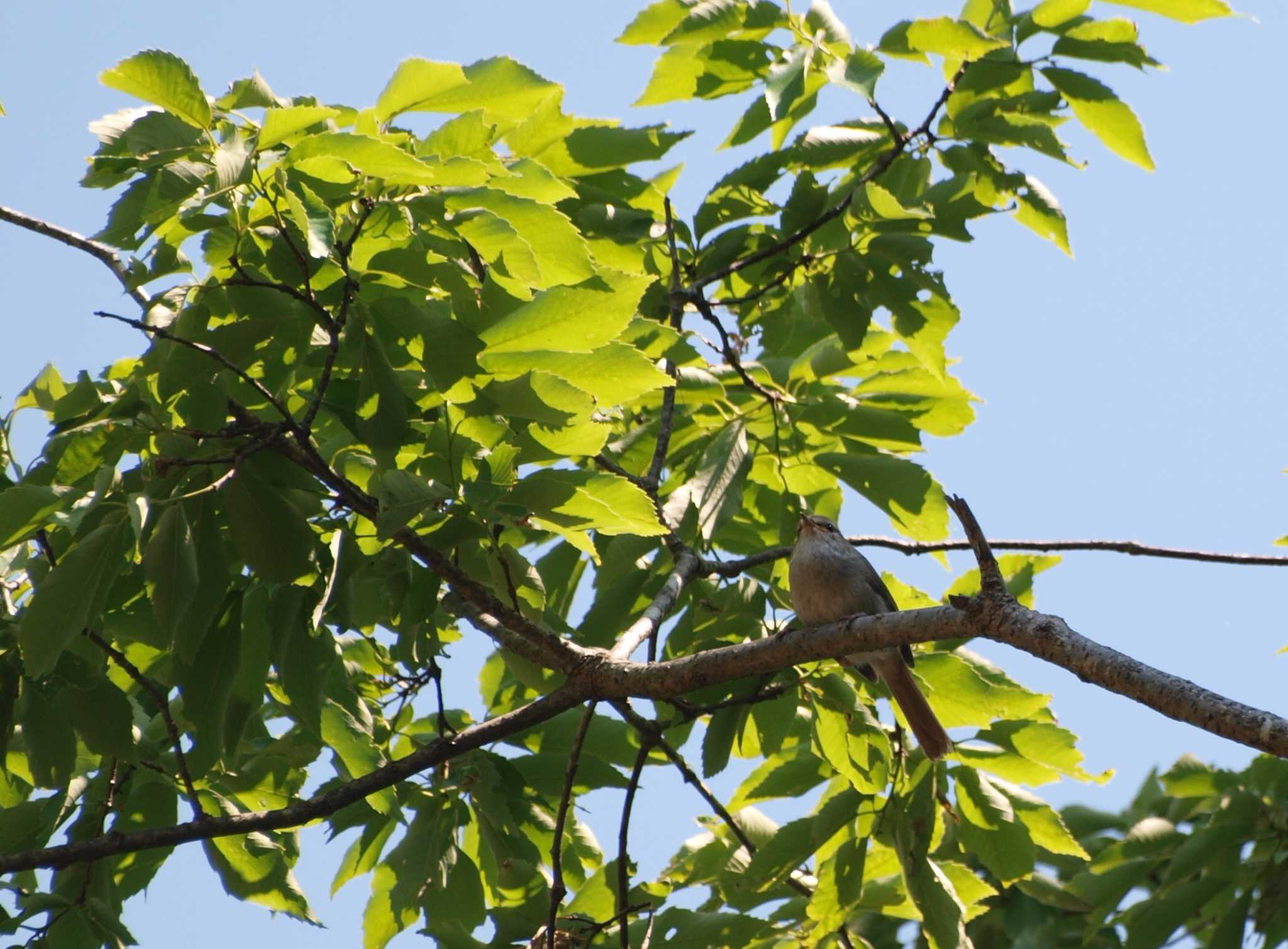 Photo of Japanese Bush Warbler at 大阪府能勢町