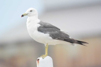 Black-tailed Gull 堺浜 Wed, 7/29/2020