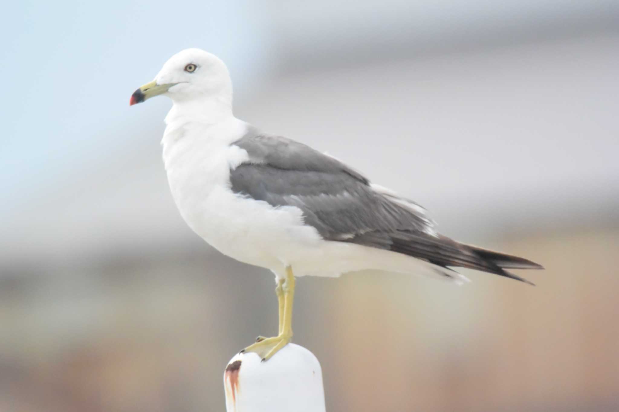 Photo of Black-tailed Gull at 堺浜 by Daguchan