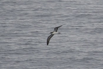 Streaked Shearwater 大洗-苫小牧航路 Fri, 7/24/2020