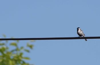 Japanese Tit 大阪府能勢町 Unknown Date