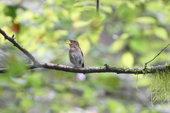 オオルリ 陣馬山 2020年7月19日(日)