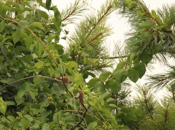 Grey-capped Greenfinch 十勝地方 Wed, 7/29/2020