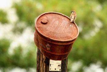 Eurasian Tree Sparrow 十勝地方 Wed, 7/29/2020