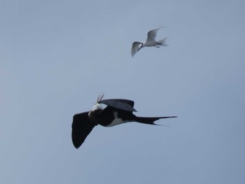 Lesser Frigatebird Yoron Island Thu, 7/30/2020