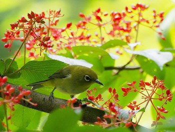 メジロ 長池公園 2020年7月12日(日)