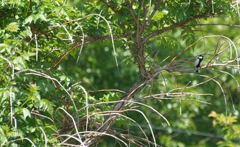 Japanese Tit 大阪府能勢町 Sat, 5/21/2016