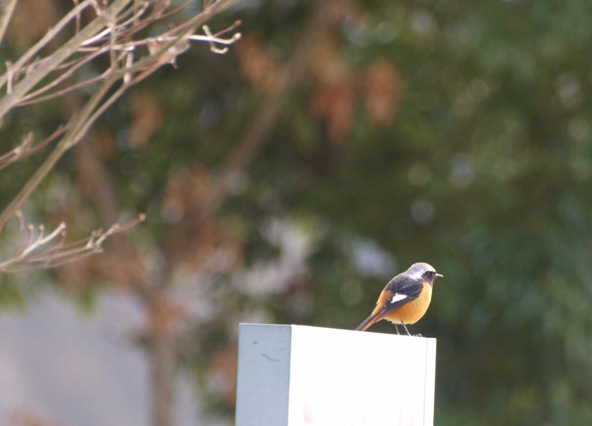 大阪府能勢町 ジョウビタキの写真 by Happy-BlueBird