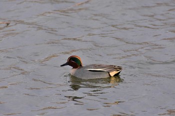 コガモ 河北潟 2019年1月21日(月)