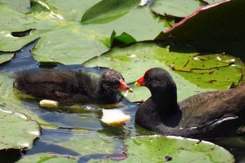 Common Moorhen 横浜市青葉区 Sun, 5/22/2016