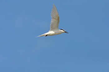 Black-naped Tern Iriomote Island(Iriomotejima) Sat, 9/11/2010