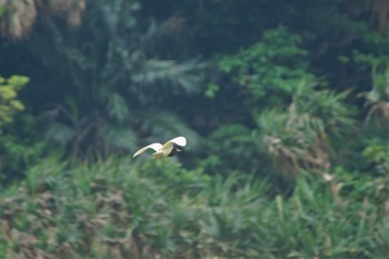 Chinese Pond Heron Yonaguni Island Thu, 4/3/2008