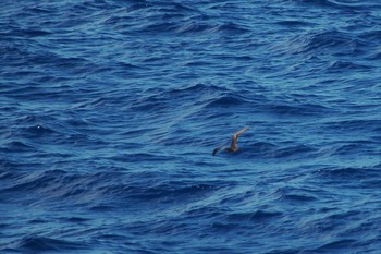 2007年9月18日(火) 小笠原諸島航路の野鳥観察記録