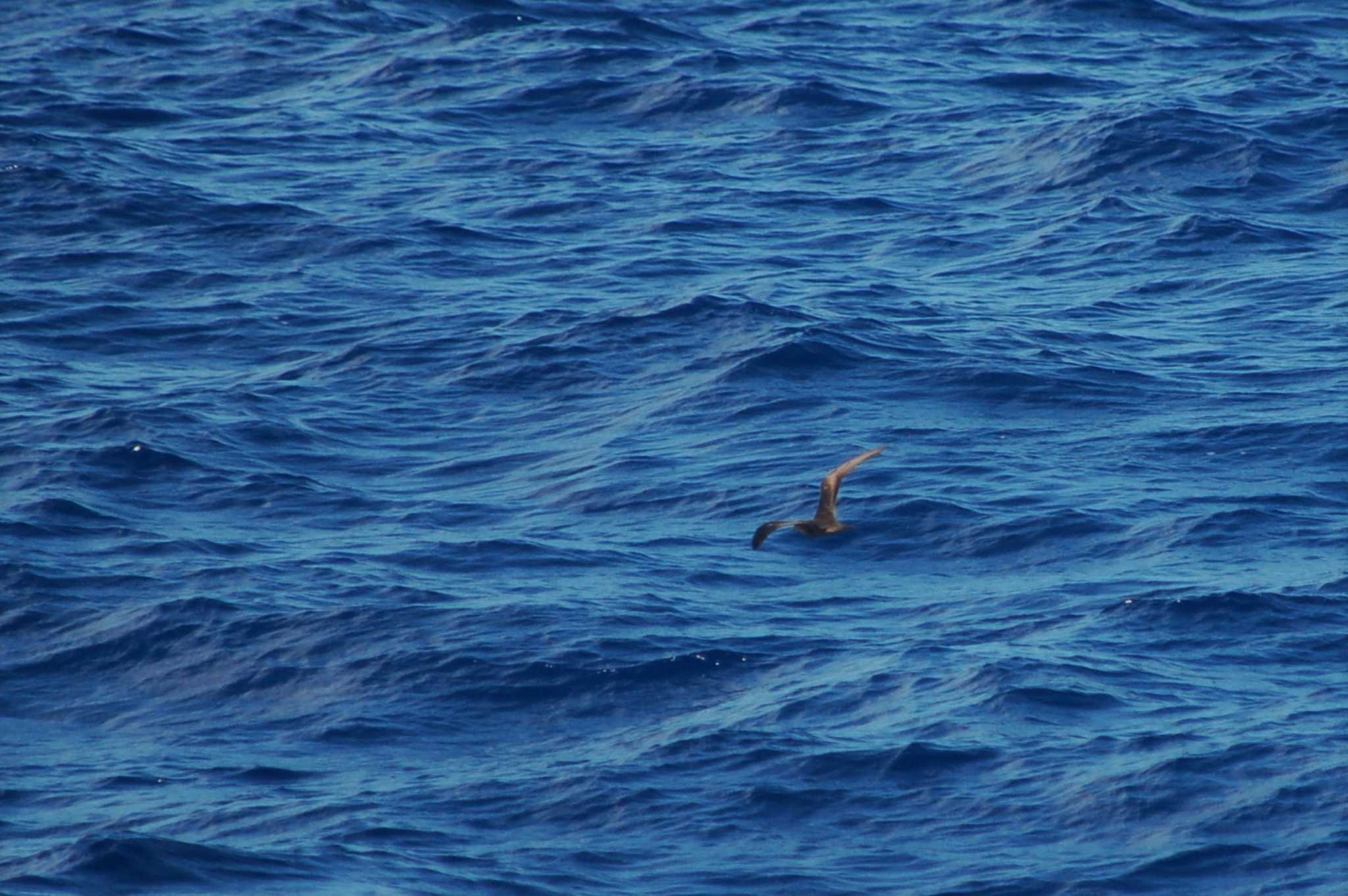 Photo of Bulwer's Petrel at 小笠原諸島航路 by Semal