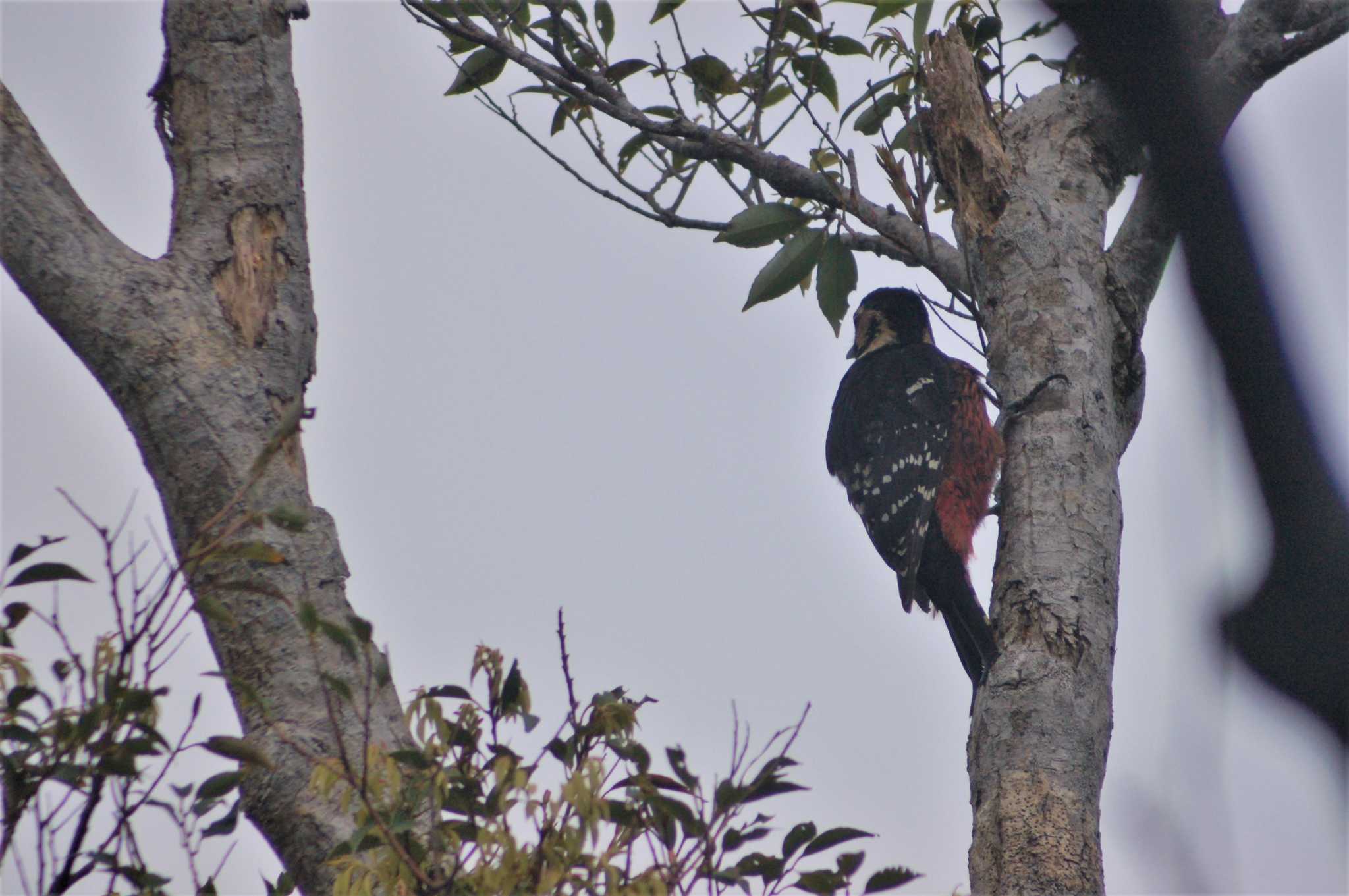 Photo of White-backed Woodpecker(owstoni) at Amami Island(General) by Semal