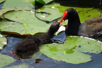 Common Moorhen 横浜市青葉区 Sun, 5/22/2016