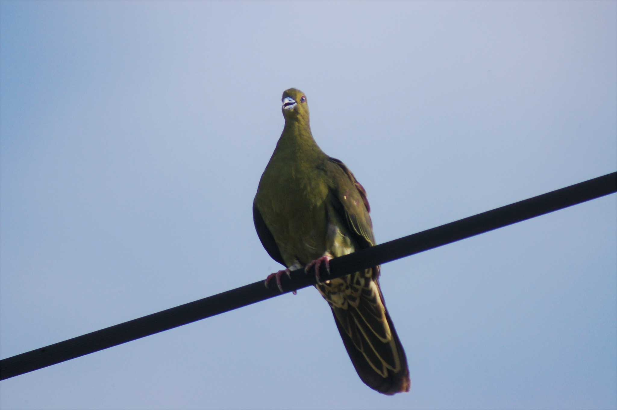 Photo of Ryukyu Green Pigeon at Ishigaki Island by Semal