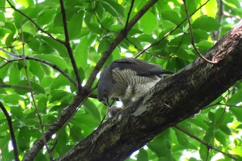 Japanese Sparrowhawk 横浜市青葉区 Sun, 5/22/2016