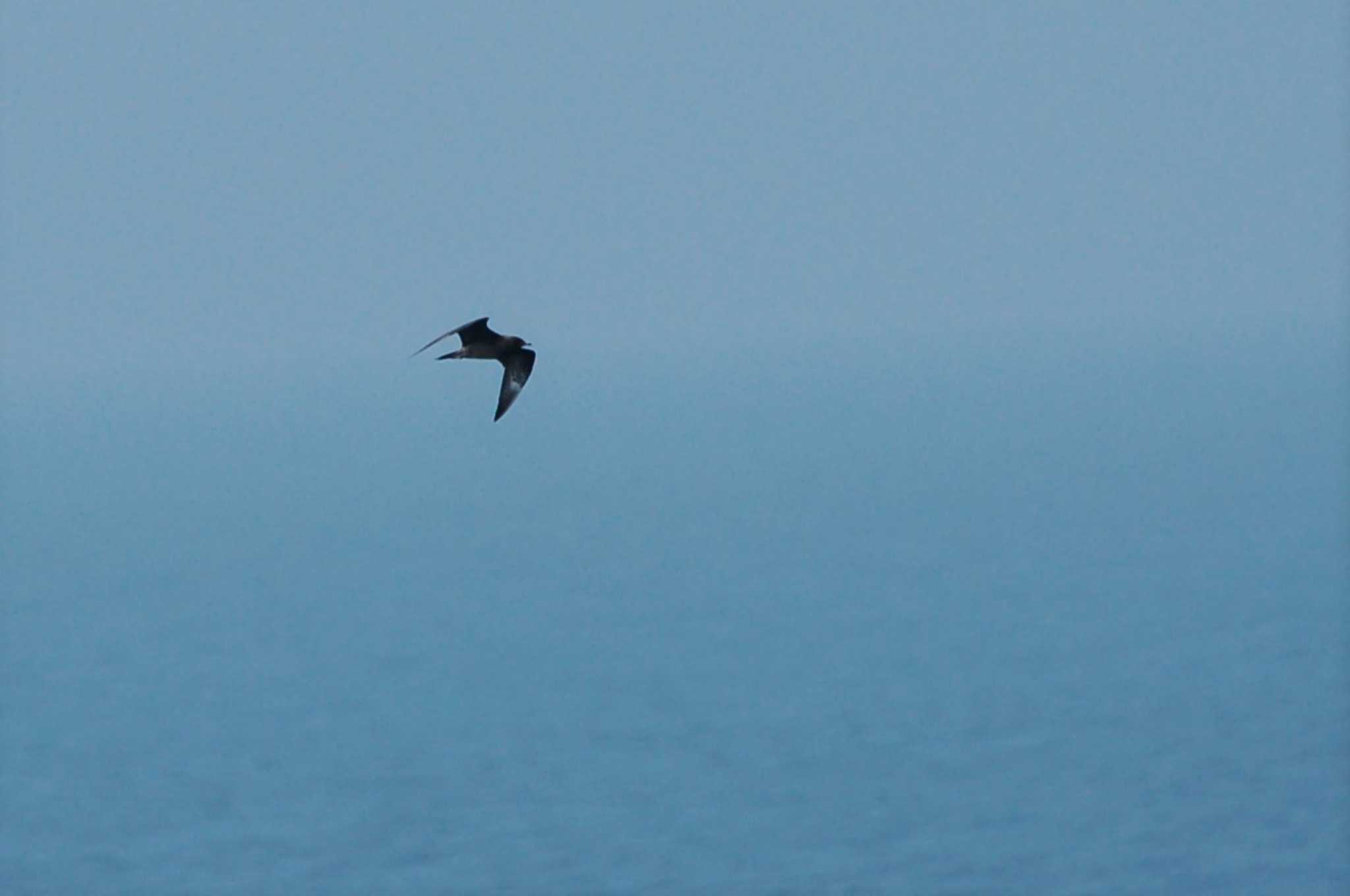 Photo of Great Skua at 大洗-苫小牧航路 by Semal