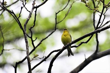 ノジコ 新潟県 2018年5月4日(金)