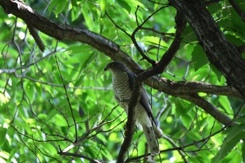 Japanese Sparrowhawk 横浜市青葉区 Sun, 5/22/2016