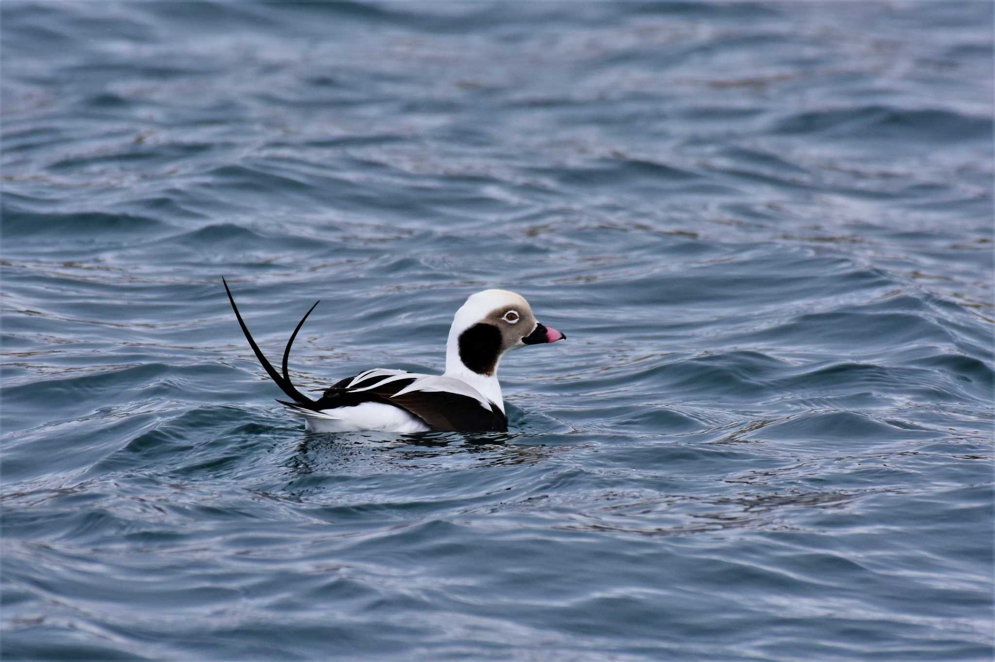 Photo of Long-tailed Duck at 花咲港(根室) by Semal