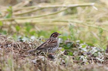 Little Bunting Hegura Island Thu, 5/5/2016