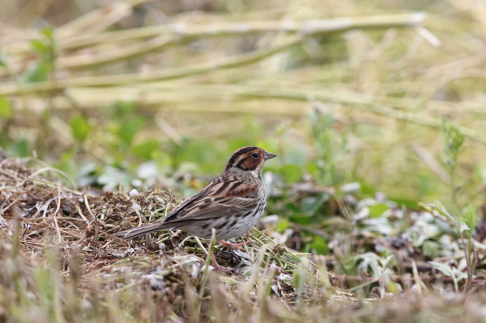 Little Bunting