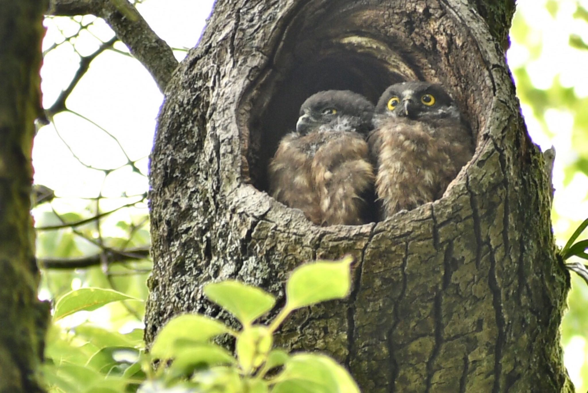  アオバズクの写真 by ヨウコ