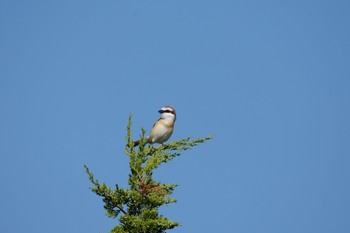 Brown Shrike 高原 Sun, 5/22/2016