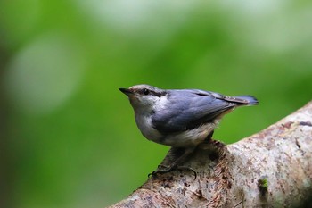 ゴジュウカラ 場所が不明 2020年7月24日(金)