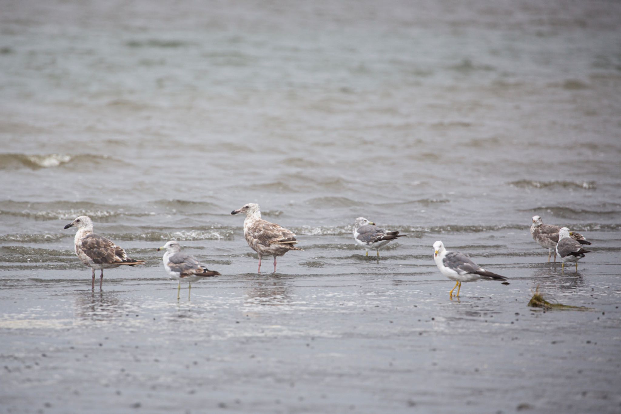 ふなばし三番瀬海浜公園 オオセグロカモメの写真 by Leaf