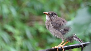 White-cheeked Starling Unknown Spots Thu, 7/30/2020