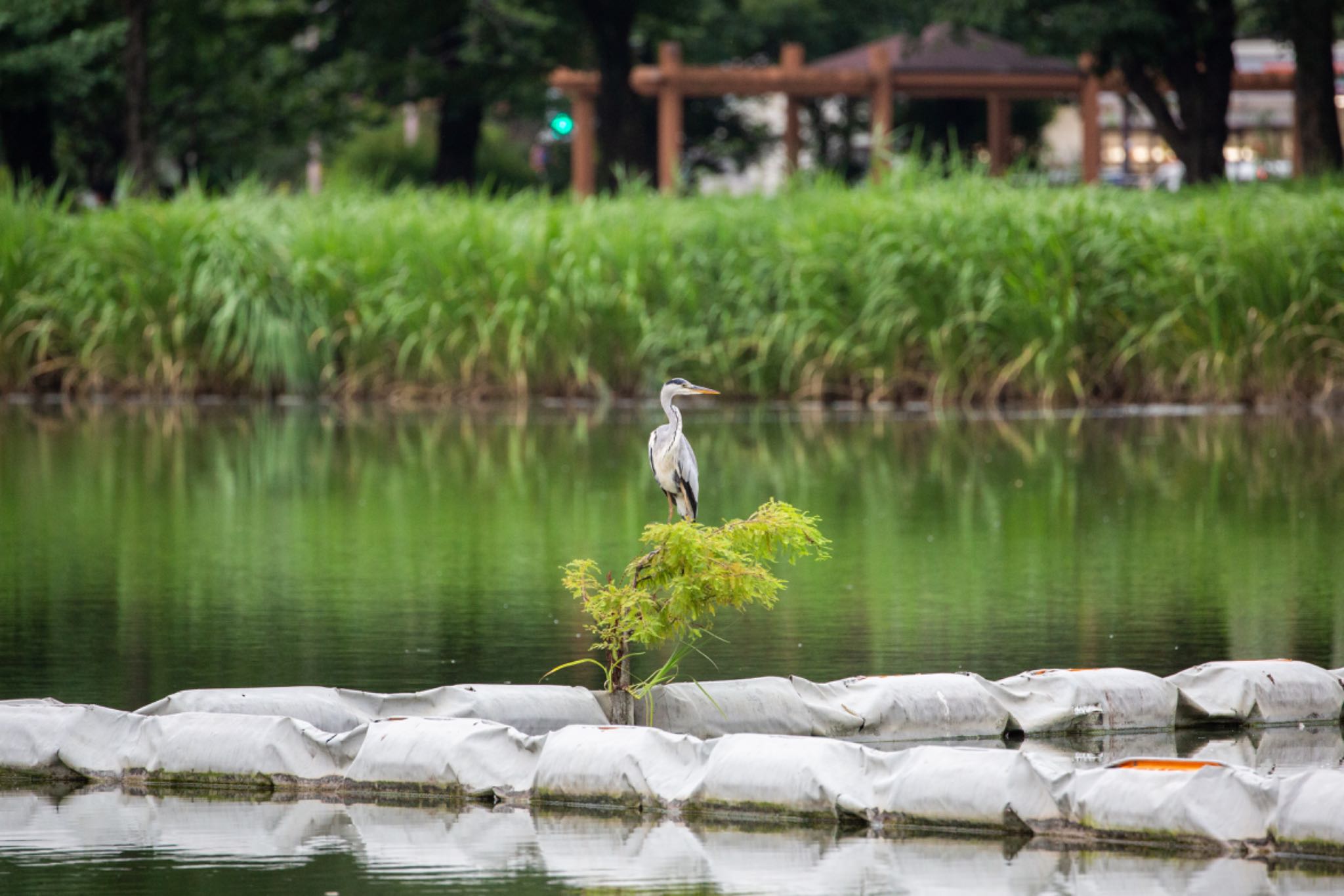 都立浮間公園 アオサギの写真 by Leaf