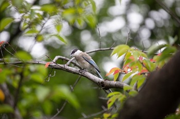 2020年7月30日(木) 都立浮間公園の野鳥観察記録