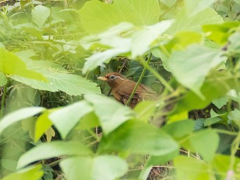 Chinese Hwamei 荒川生物生態園(東京都板橋区) Fri, 7/24/2020