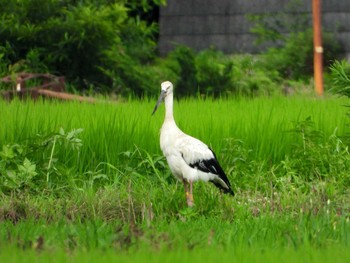 コウノトリ 田んぼ 2020年7月30日(木)