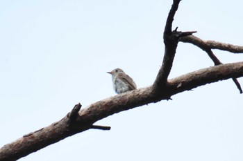 Asian Brown Flycatcher 千秋公園 Fri, 7/24/2020