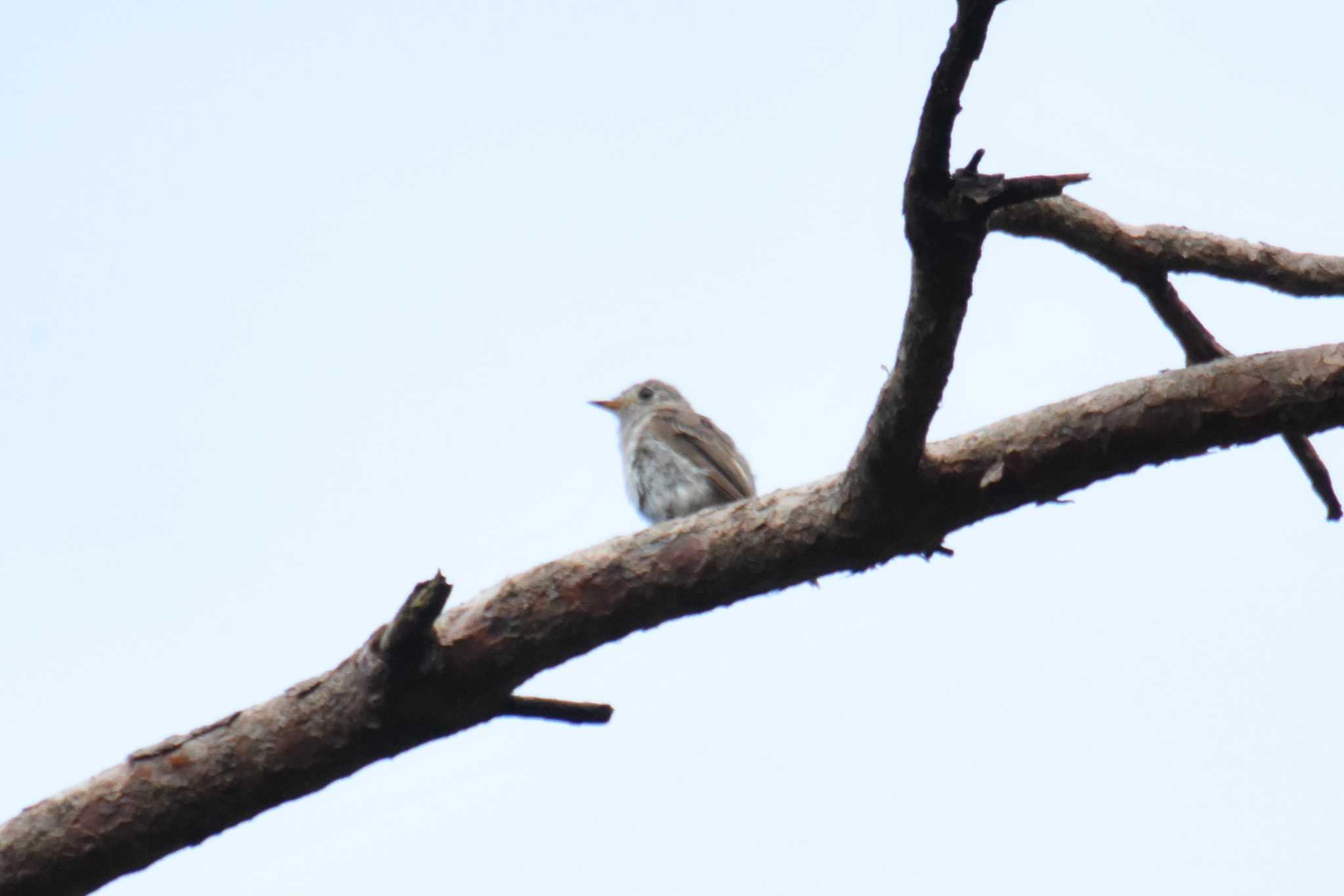 Photo of Asian Brown Flycatcher at 千秋公園 by もちもちもっち～@ニッポン城めぐり中