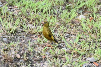 Grey-capped Greenfinch 千秋公園 Fri, 7/24/2020