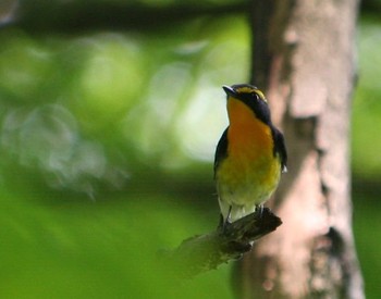 Narcissus Flycatcher 永山丘陵ハイキングコース Mon, 5/23/2016